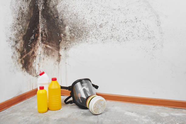 Best Mold Testing  in Hillburn, NY