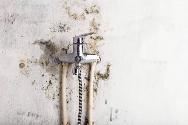 Best Affordable Mold Removal  in Hillburn, NY