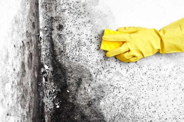 Best Local Mold Removal Service  in Hillburn, NY