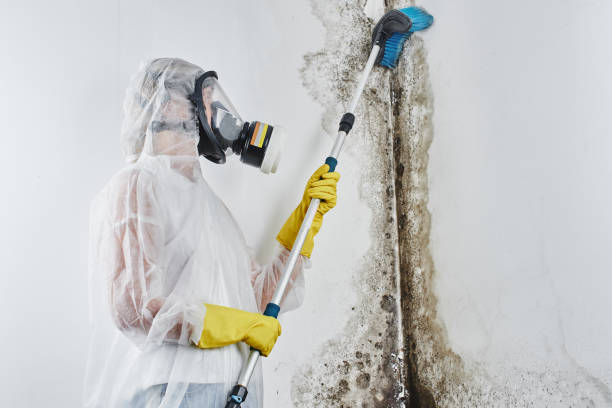 Best Mold Remediation  in Hillburn, NY