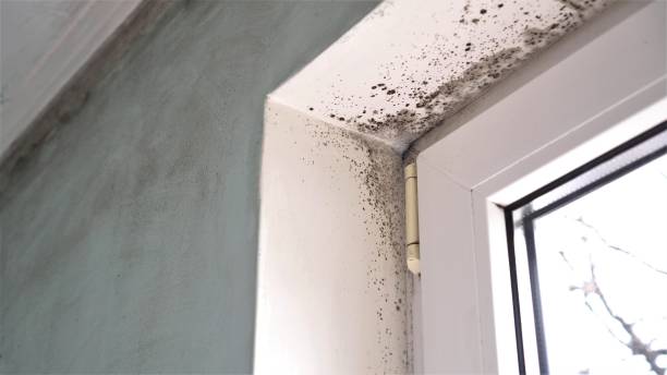 Best Mold Removal Process  in Hillburn, NY
