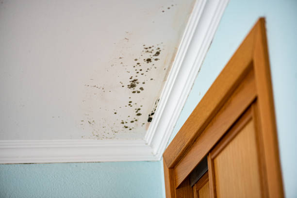 Mold Removal Process in Hillburn, NY