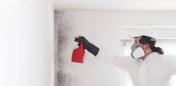 Best Same-Day Mold Removal  in Hillburn, NY