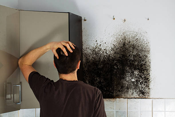 Best Mold Testing  in Hillburn, NY
