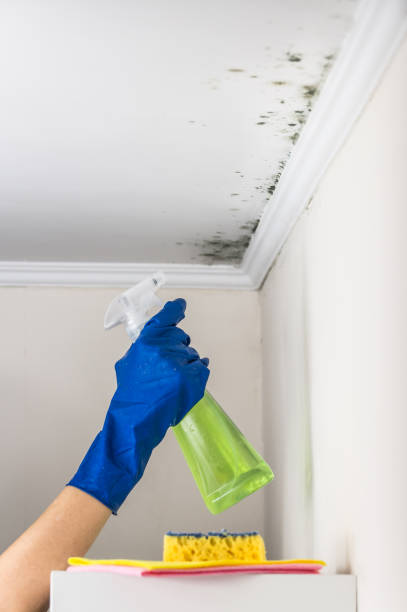 Reliable Hillburn, NY Mold Removal Solutions