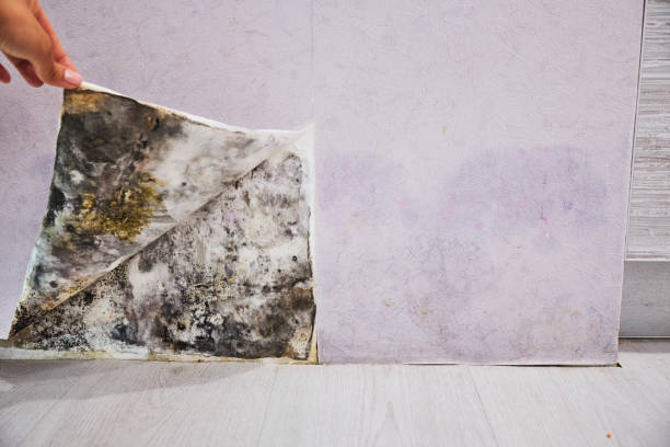 Best Fast Mold Removal  in Hillburn, NY